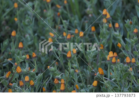 ヒメキンセンカ フユシラズ　花　一年草 137793873