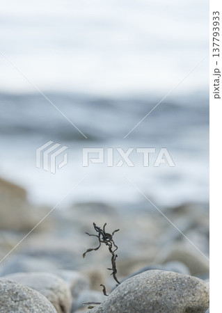 海藻　浜辺　漂流物　波　石　砂利　海 137793933