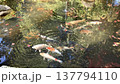 池のコイ 137794110