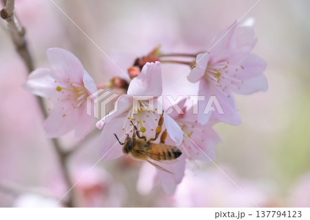 桜の蜜を吸うミツバチ 137794123