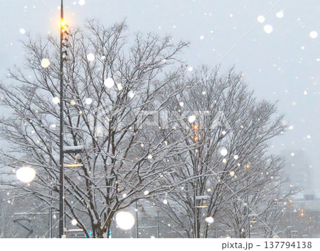 舞雪 舞雪 137794138