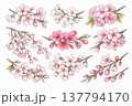 桜の花・蕾イラストセット 137794170