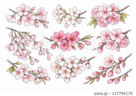 桜の花・蕾イラストセット 137794170