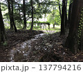 山の中の登山道を歩く 137794216