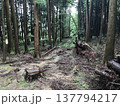 山の中にある登山道 137794217