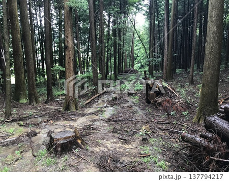 山の中にある登山道 山の中にある登山道 137794217