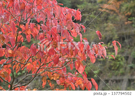 あいかわ公園の紅葉 137794502