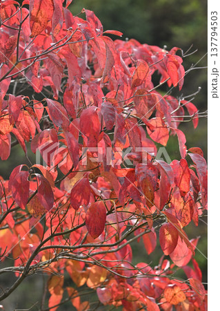 あいかわ公園の紅葉 あいかわ公園の紅葉 137794503