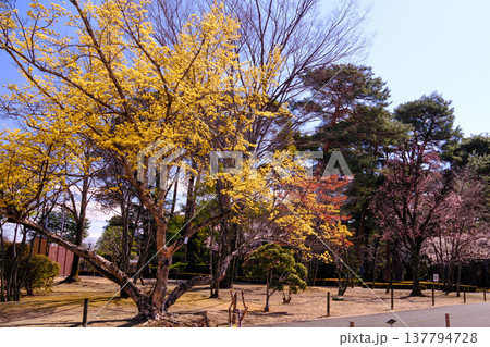 春のサンシュユ 137794728