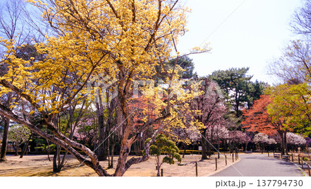 街路樹のサンシュユ(16:9) 街路樹のサンシュユ(16:9) 137794730