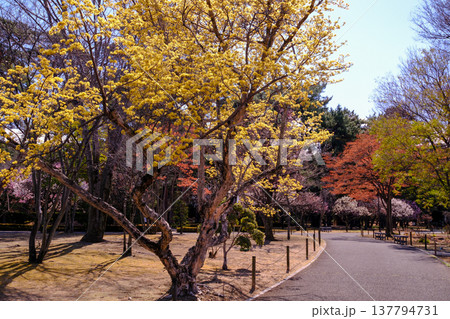 街路樹のサンシュユ 137794731