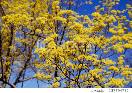 黄色い花 137794732