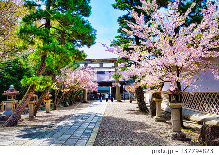 日本の公園や神社、お寺では、春になると桜並木でピンク色に染まります 日本の公園や神社、お寺では、春になると桜並木でピンク色に染まります 137794823