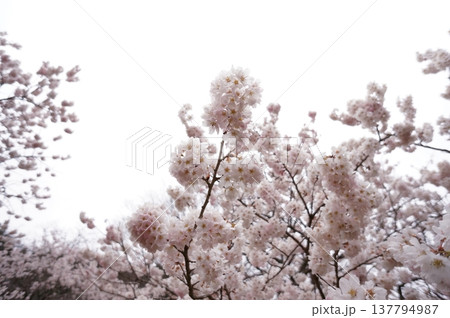 春めき桜 春めき桜 137794987