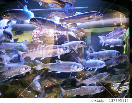 旭山動物園の銀鮭の円柱水槽（北海道旭川市） 137795112