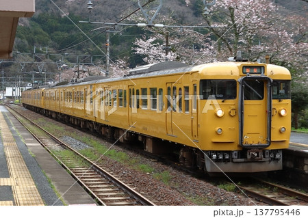 春の木野山駅に到着する伯備線115系6両編成 137795446