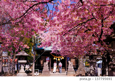 春の日差しに映える満開の河津桜 春の日差しに映える満開の河津桜 137795691
