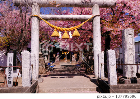 河津桜咲く神社 137795696