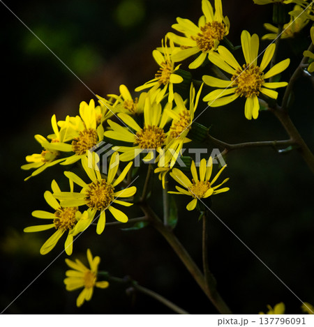 ツワブキの花 137796091