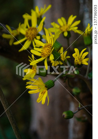 ツワブキの花 137796093
