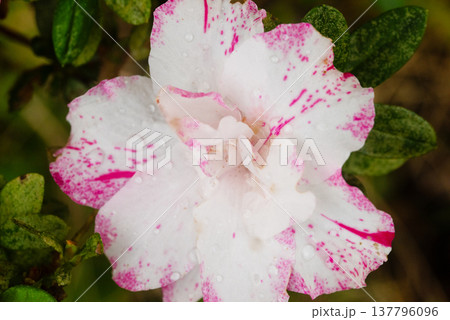 アザレアの花 アザレアの花 137796096