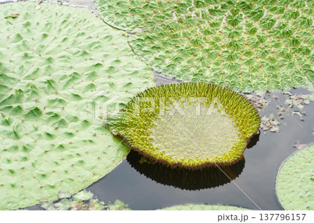 面に広がるオニバスの巨大な葉と若い葉 面に広がるオニバスの巨大な葉と若い葉 137796157