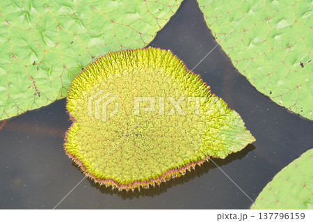 水面に浮かぶオニバスの若い葉 137796159