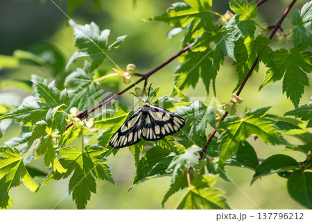 フジキオビ 137796212