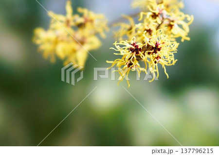 マンサク 137796215