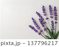 ラベンダー 137796217