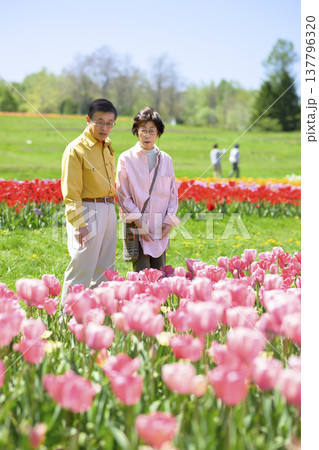 満開のチューリップ畑を観光するシニアの夫婦（強化レタッチ） 137796320