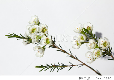 Wax flower with white background and white flowers Wax flower with white background and white flowers 137796332