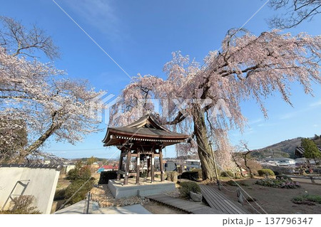 福島県　泉崎村　昌建寺のしだれ桜 137796347