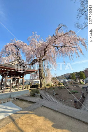 福島県　泉崎村　昌建寺のしだれ桜 137796348