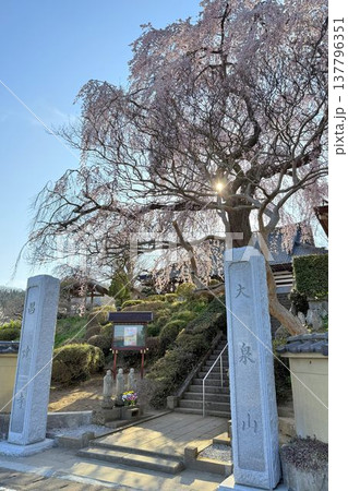 福島県　泉崎村　昌建寺のしだれ桜 137796351