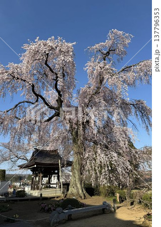 福島県 泉崎村 昌建寺のしだれ桜 福島県 泉崎村 昌建寺のしだれ桜 137796353