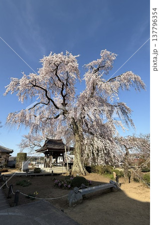 福島県　泉崎村　昌建寺のしだれ桜 137796354