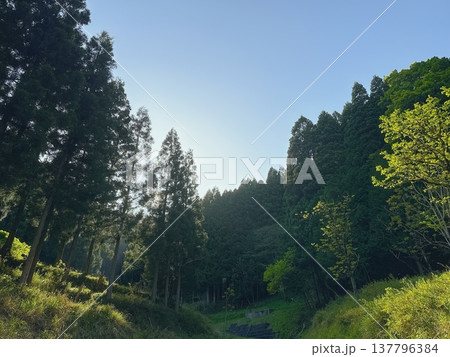 山間の杉林と青空の自然風景 137796384