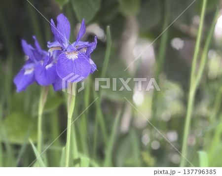 紫色のアヤメの花クローズアップ 137796385