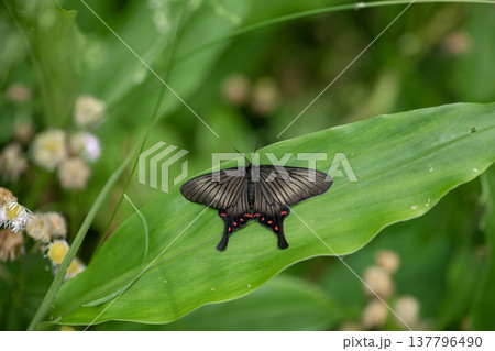 アゲハモドキ 137796490