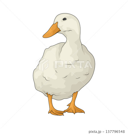 Illustration of Duck 137796548