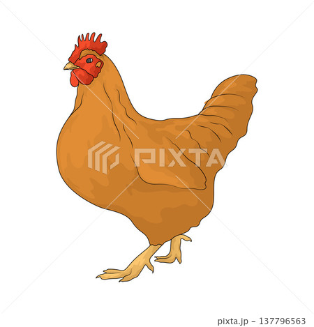 Illustration of Hen 137796563