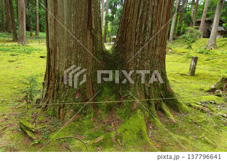 苔むした二股杉 137796641