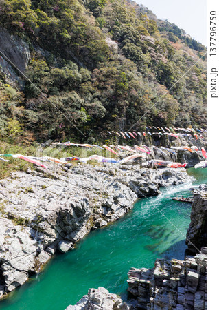 鯉のぼりと春の大歩危小歩危 137796750