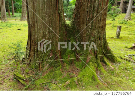 苔むした二股杉 苔むした二股杉 137796764