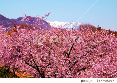 春の青空と満開の桜のある風景 春の青空と満開の桜のある風景 137796897