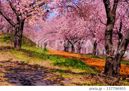 桜の木の下にある小径 桜の木の下にある小径 137796903