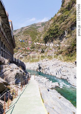 鯉のぼりと春の大歩危小歩危 137797066