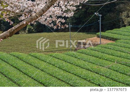 春爛漫の京都府相楽郡和束町の桜と茶畑撮影 137797073