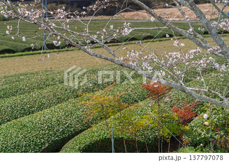 春爛漫の京都府相楽郡和束町の桜と茶畑撮影 春爛漫の京都府相楽郡和束町の桜と茶畑撮影 137797078